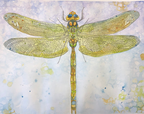 Green Hawker