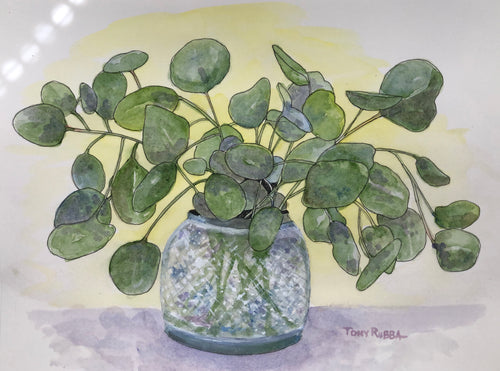 Eucalyptus