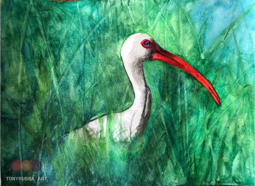 The Ibis